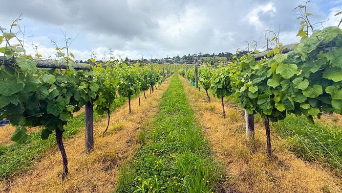 Success story_Fino_NZ_vineyard_1400x788