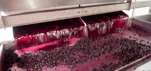 wine production